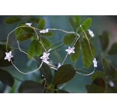 Светодиодная елочная гирлянда Eglo DEW DROP 411069