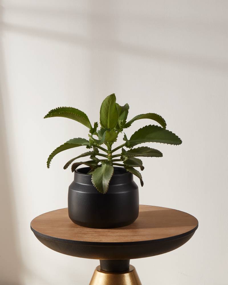 Кашпо PARKENT Eglo 428145