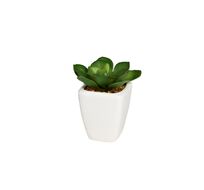 Суккулент в горшочке Garda Decor 8J-1735381