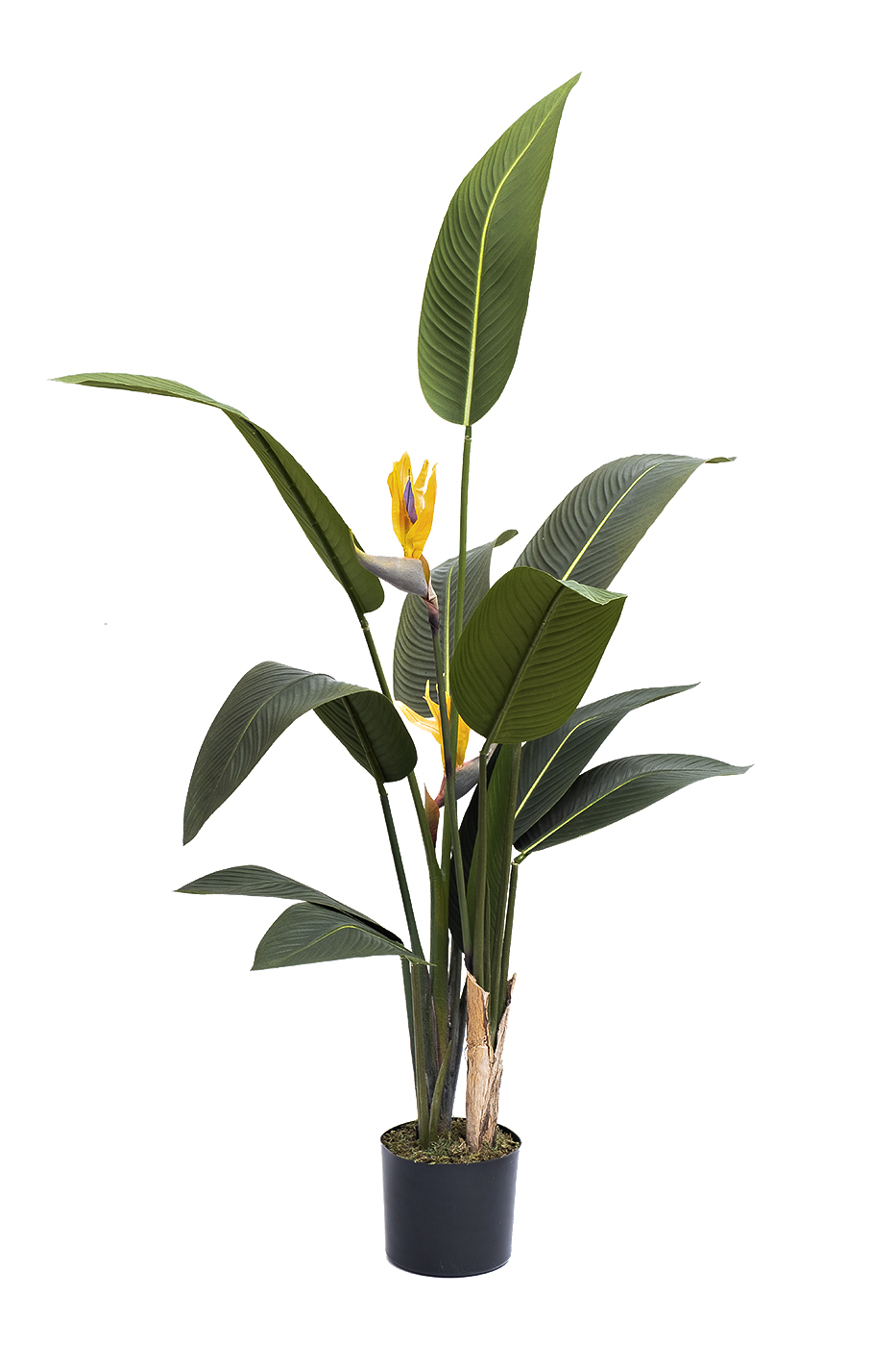 Куст стрелиции в горшке Garda Decor 29BJ-925-11